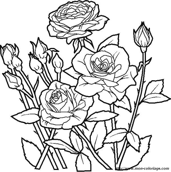 picture roses