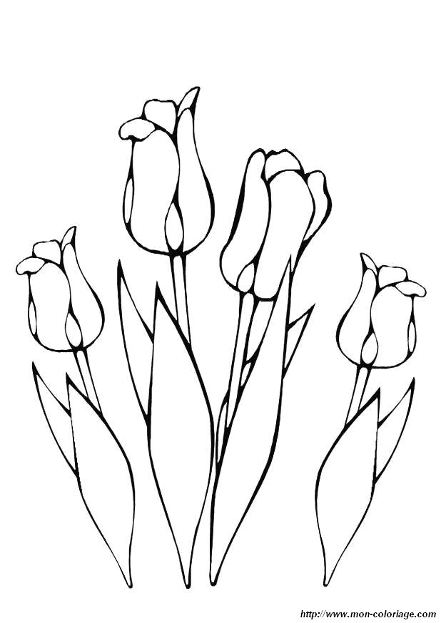 picture tulip