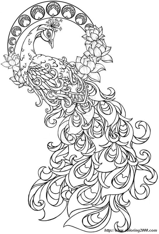 picture A peacock to color
