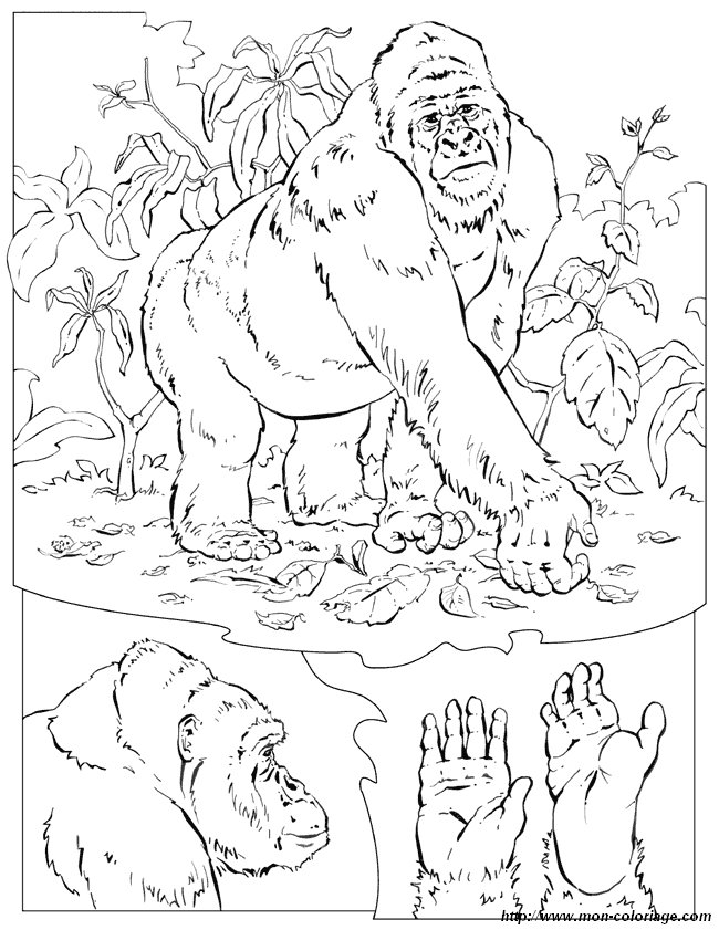picture gorilla