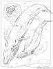 bluewhale