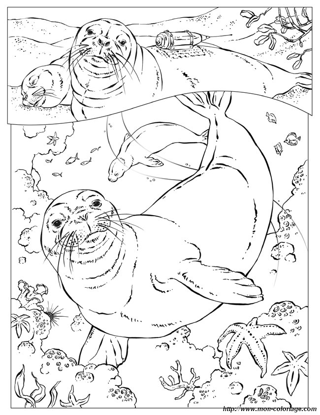 picture monkseals