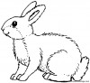 rabbit2