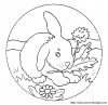 rabbit 5
