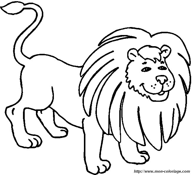 picture lion10