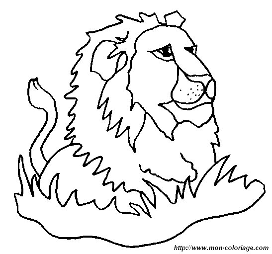 picture lion18