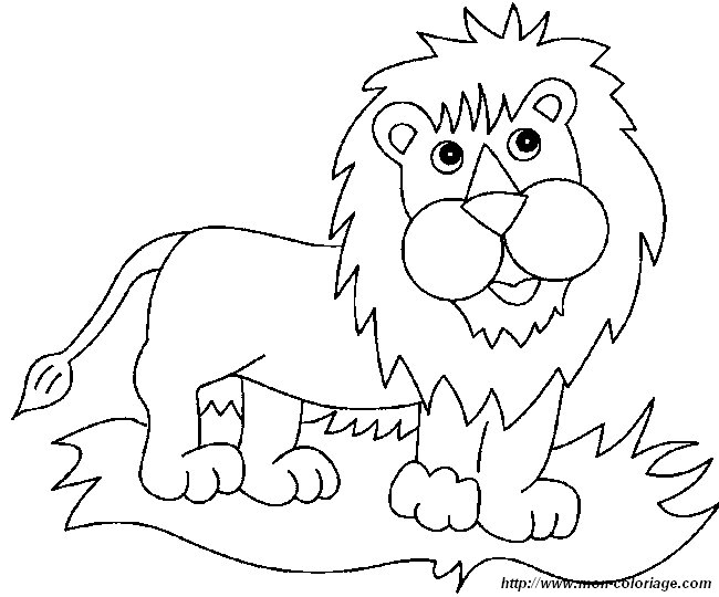 picture lion5