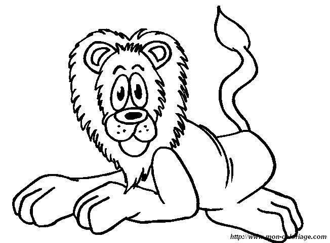 picture lion9