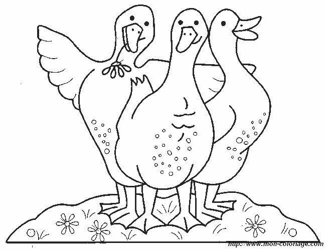 picture 1 goose