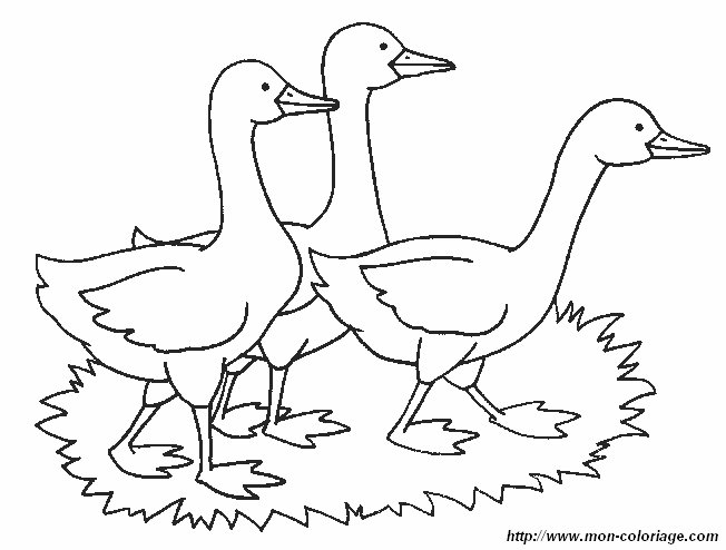 picture 1 goose