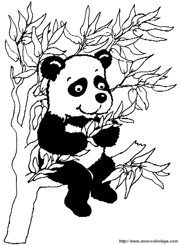 picture panda1