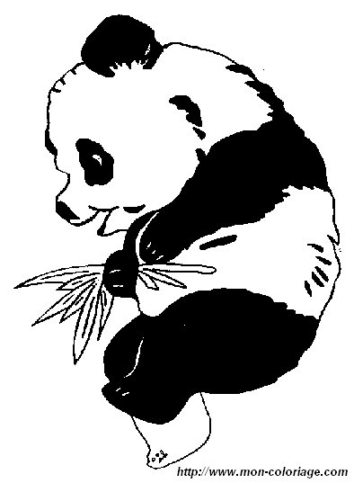 picture panda4