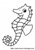 smiling seahorse