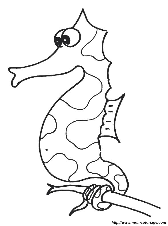 picture seahorse