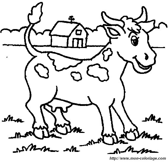 picture country cow