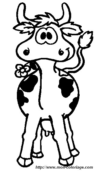 picture cow with flower